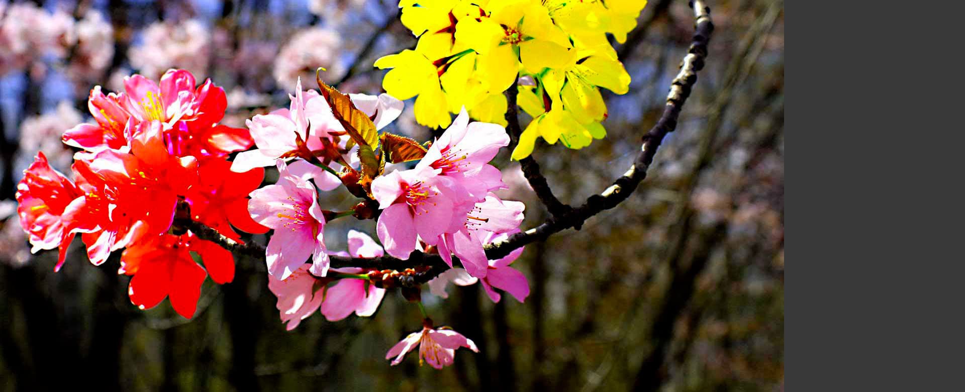 sakura_1920x780pix.jpg
